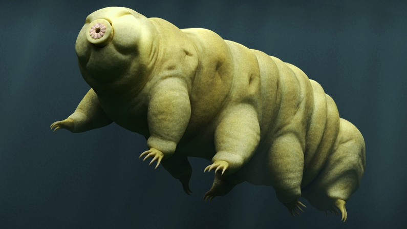 Indestructible Tardigrades Crash Land on The Moon